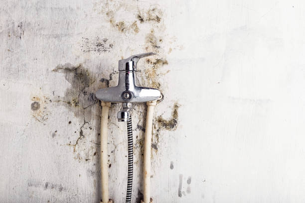Best Commercial Mold Remediation in Sealy, TX