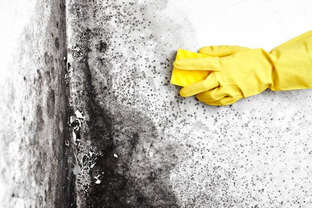 Best Black Mold Remediation in Sealy, TX