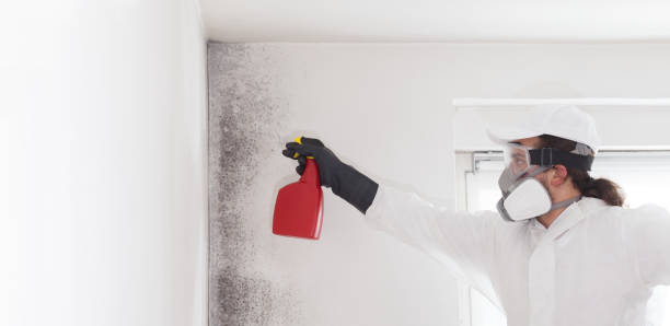 Best White Mold Remediation in Sealy, TX