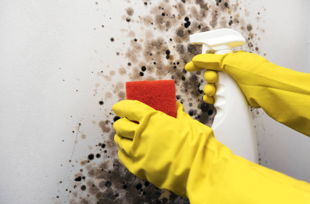 Best Mold Remediation for Specific Building Types in Sealy, TX