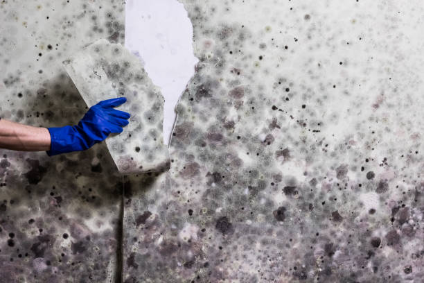 Sealy, TX Mold Remediation Company
